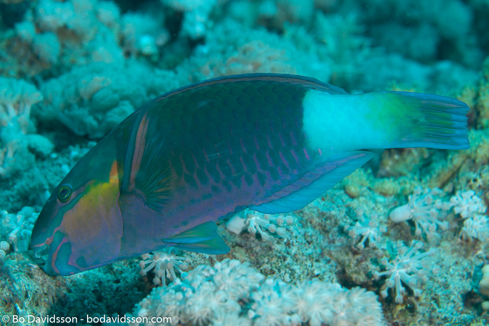 BD-150226-Sharm-7010-Chlorurus-sordidus-(Forsskål.-1775)-[Daisy-parrotfish].jpg